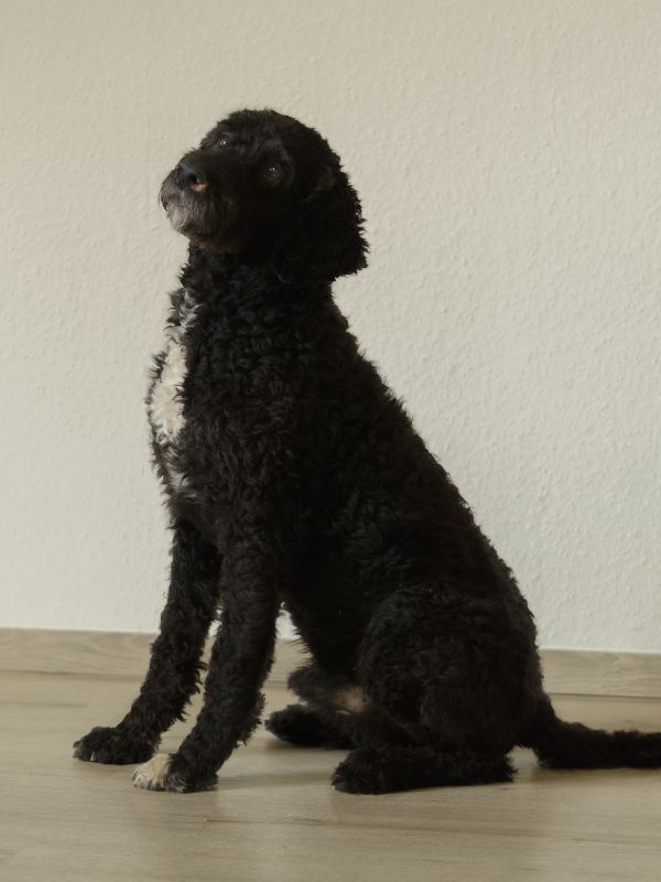 Team Logopädiepraxis Wübbeke - Hund Hermann